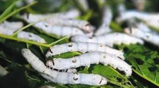 養(yǎng)蠶一年能賺多少錢