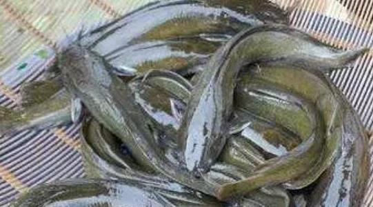塘角魚(yú)養(yǎng)殖周期是多久