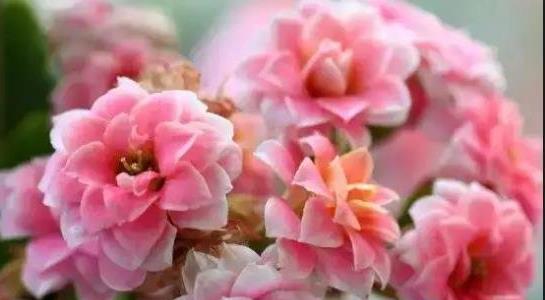 長(zhǎng)壽花的養(yǎng)殖方法和注意事項(xiàng)