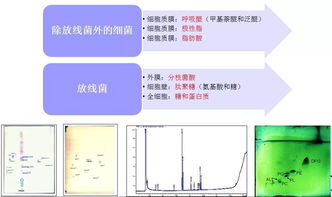 獲得純培養(yǎng)物有哪些方法