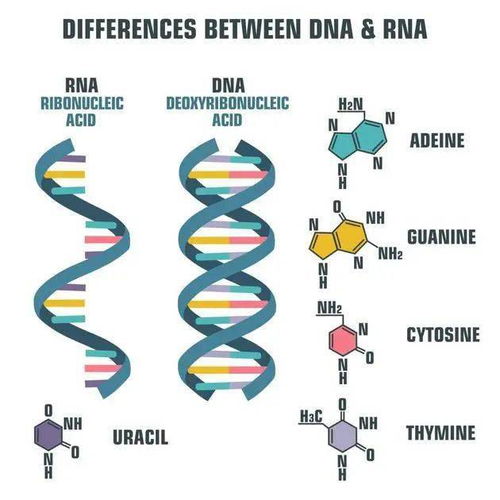 常見的dna與rna提取方法有哪些