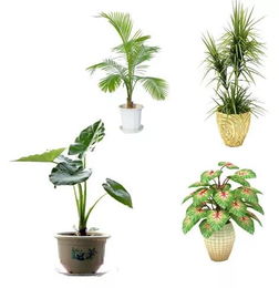 一種植物的研究方法有哪些特點