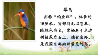 搭船的鳥作者觀察用了哪些方法