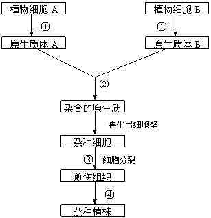 測量細(xì)胞大小都有哪些方法