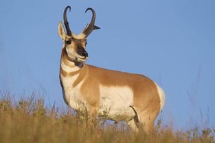 你知道哪些動物避敵的方法
