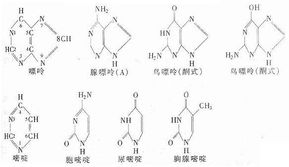 核酸含量的測(cè)定方法有哪些各有何優(yōu)缺點(diǎn)