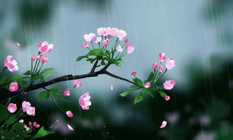 關(guān)于谷雨的詩句和
