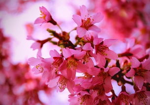 關(guān)于走桃花運(yùn)的詩句