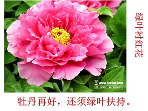 古詩(shī)中運(yùn)用襯托手法的詩(shī)句