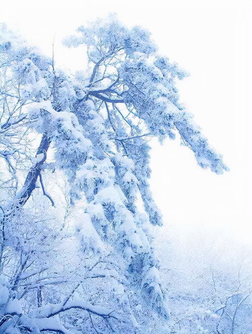 關(guān)于雪的語句詩句