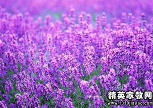 關于薰衣草的唯美詩句
