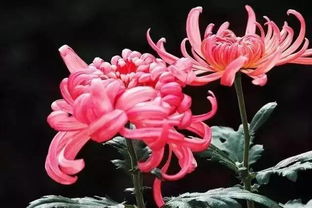帶菊花的詩句古詩