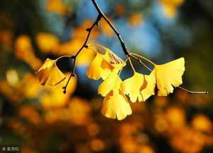 秋日,詩句,悲傷