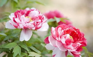 關于贊揚花博會的詩句