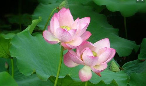 夏天景物古詩句