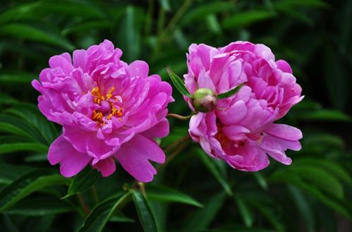 芍藥,詩句