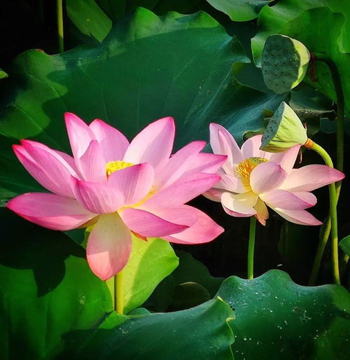 關(guān)于荷花的詩句和詞語