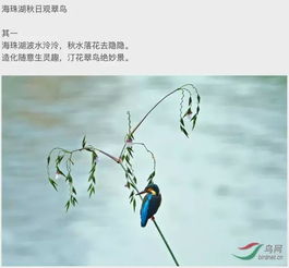 關(guān)于寫夏帶鳥的詩句