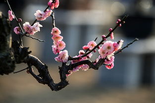 關(guān)于梅花飄香的詩句