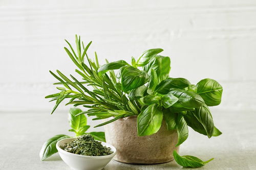 關(guān)于植物發(fā)芽的詩句