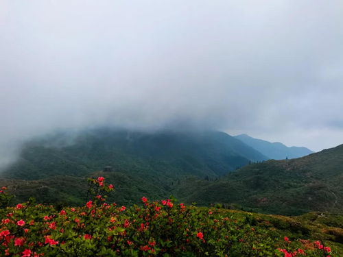 徐志摩關(guān)于杜鵑花的詩句