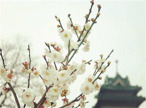杏花,詩句,梅花,菊花