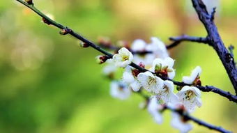古詩(shī)詞描寫梅的詩(shī)句君子