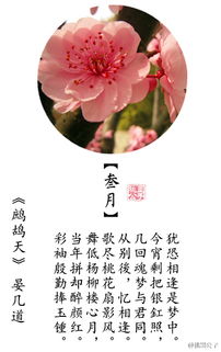 春節(jié)花卉的詩句古詩