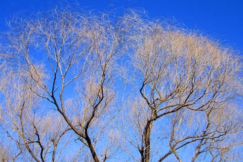 關于柳的詩句及解釋