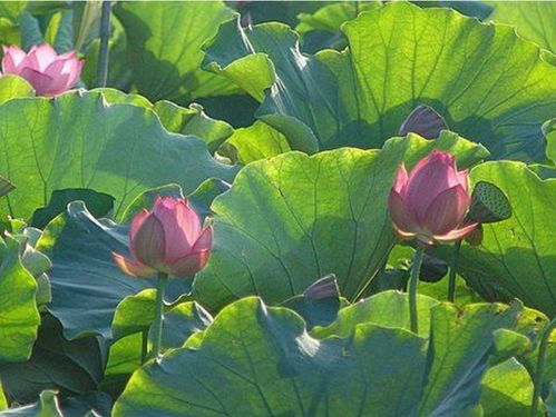 關(guān)于夏天的詩句古詩少