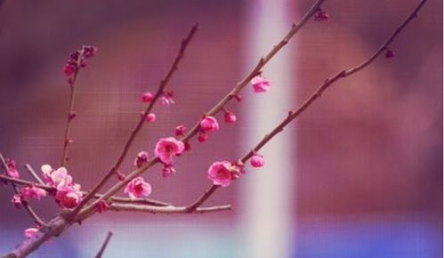 烘托,詩句