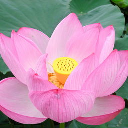 關(guān)于荷花的詩句有哪些z