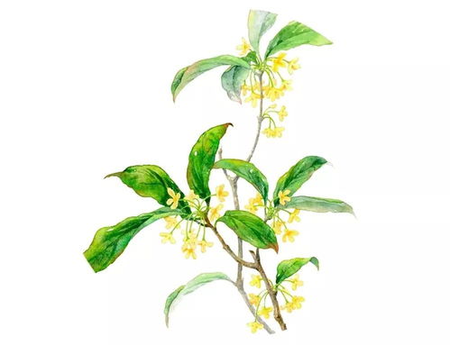 王維關于桂花的詩句