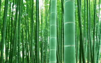 關(guān)于竹子生長(zhǎng)快的詩(shī)句