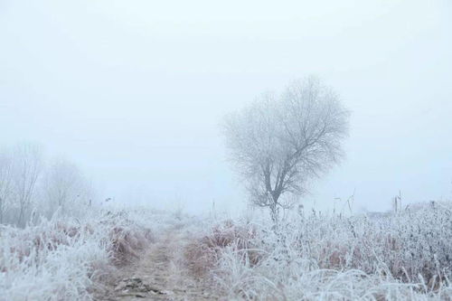 關(guān)于雪竹的詩句,關(guān)于風(fēng)和雪的詩句古詩詞,關(guān)于梅花和雪的詩句古詩詞