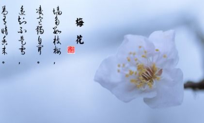 描寫花的古詩句詞