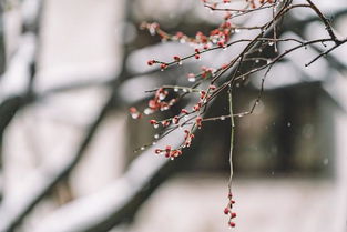 詩(shī)句,困境,快樂