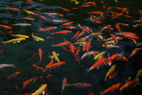 關(guān)于魚花草蟲的詩句