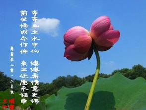 并蒂蓮,詩句