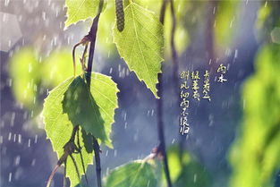關(guān)于清晨的雨詩句
