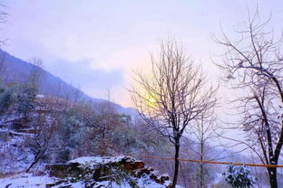 描寫冬天松樹的詩句古詩,描寫冬天雪景的詩句古詩,關(guān)于描寫冬天下雪的詩句古詩