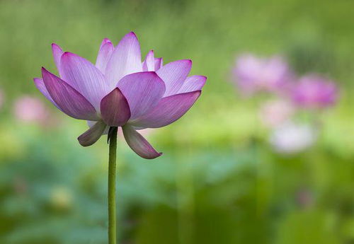 關(guān)于關(guān)于荷花的詩(shī)句古詩(shī)