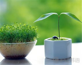 綠色植物,詩句