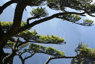 關(guān)于松樹和梅花的詩句