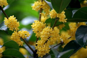 關(guān)于桂花的詩句整首