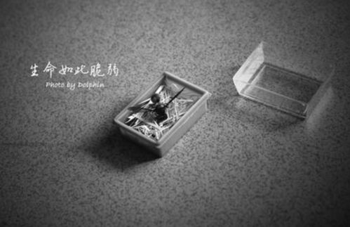 最頑強的生命的古詩句