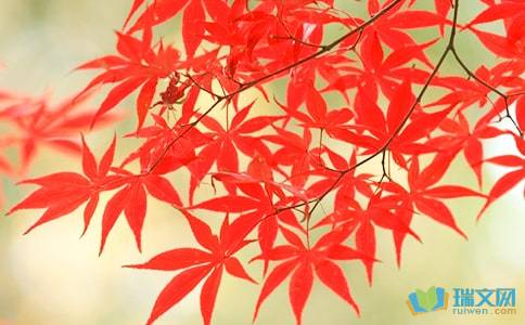 秋風(fēng)紅葉的詩句古詩