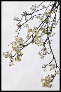 關(guān)于山楂花的詩句