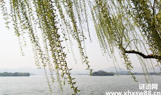 有關(guān)于柳的古詩(shī)句