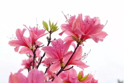 關(guān)于清明杜鵑花的詩句